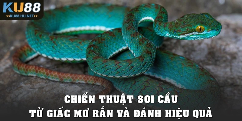 Chiến thuật soi cầu từ giấc mơ rắn và đánh hiệu quả