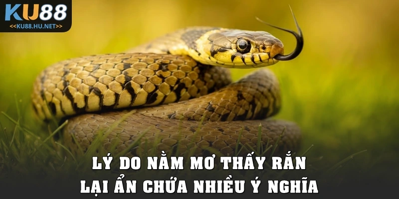 Lý do nằm mơ thấy rắn lại ẩn chứa nhiều ý nghĩa