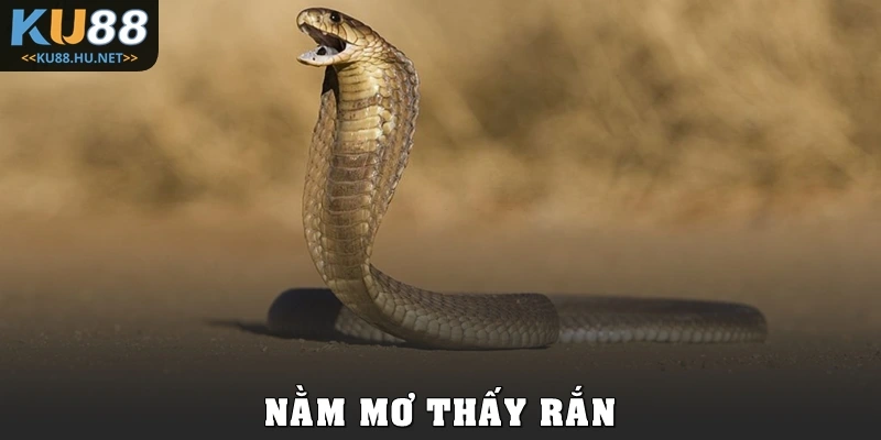 Giải Mã Nằm Mơ Thấy Rắn Cùng Bộ Số Lô Đề Dễ Trúng Nhất